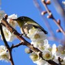 白梅と青空と