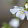 結桜　２