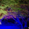 六義園ライトアップ青の洞窟