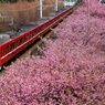 春探し III