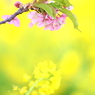 春探し IV