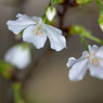 結桜 ３