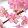 恋は桜色