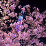 春探し IX