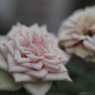 バラ6 2018 YASHINON-DX 50mmF1.7/E-P2