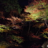 六義園ﾗｲﾄｱｯﾌﾟ池１