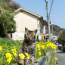 お花畑のニャンコさん