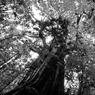二千年目の逢瀬 〈Monochrome〉