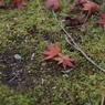 落ち葉1 2017 Super-Takumar 55mmF1.8/E-P2