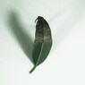 Leaf:autumn04