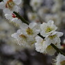 春光　白梅　Ⅱ