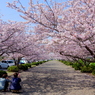 綺麗に撮れた？（安房神社参道の桜）