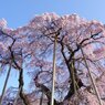 滝桜