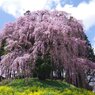 古戦場のしだれ桜