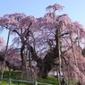 滝桜