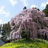 古戦場のしだれ桜