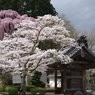 福聚寺の桜