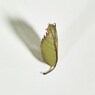 Leaf:autumn07