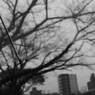 色のない風景。