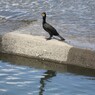 カワウ１