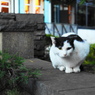 元町公園猫