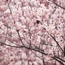 満面桜色