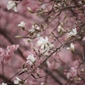 春の連鎖