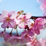 河津さくラ～Ⅹ