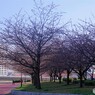 オオカン咲くら～ⅰ