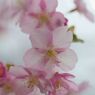 春光　桜