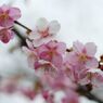 春光　桜　Ⅱ