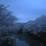 青い桜？