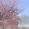オオカン咲くら～ⅲ