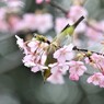 春２
