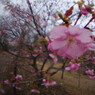 春光　桜