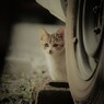 見つめないで・・