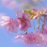 河津桜の宴～ⅳ