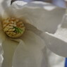 春光　木蓮　Ⅱ