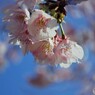 オオカン咲くら～ⅷ