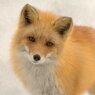 すがりつくような牡丹雪の向こう側