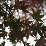 _MG_0035