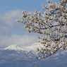 花見山