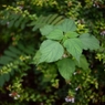 EF５０ｍｍ　F1.4で視界