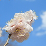 白梅1