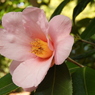 椿5