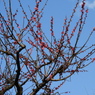 紅梅