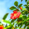 鶯の笠落としたる椿かな　～芭蕉～
