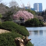 修善寺桜1