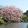 修善寺桜2