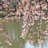 修善寺桜3
